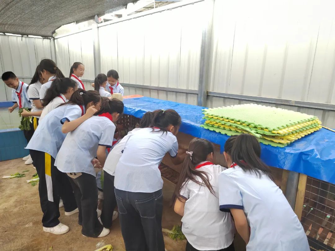 会东县第一小学践行五育并举 | 劳动教育实践基地赋能学生成长插图4 会东县第一小学践行五育并举 | 劳动教育实践基地赋能学生成长插图4