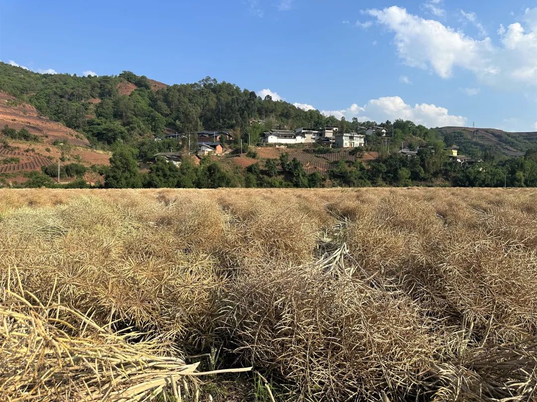 会东县烟油轮作绘就现代农业画卷 油菜花海蜕变金色丰收路・科技赋能・农旅融合插图3