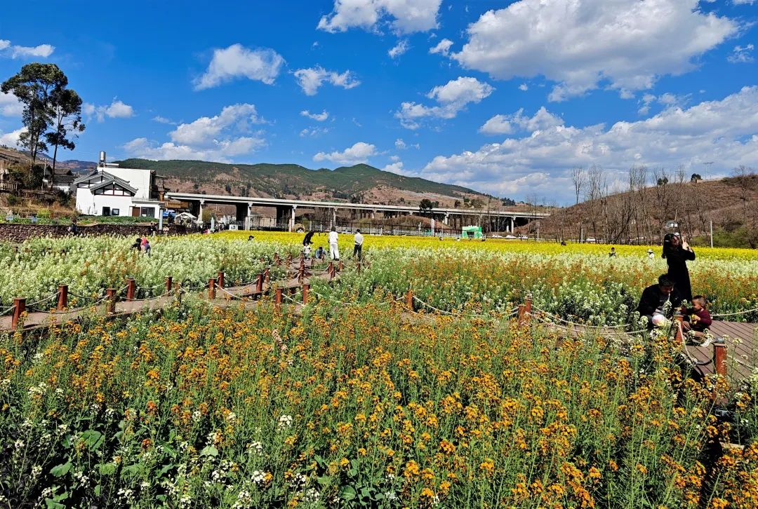 会东县烟油轮作绘就现代农业画卷 油菜花海蜕变金色丰收路・科技赋能・农旅融合插图2