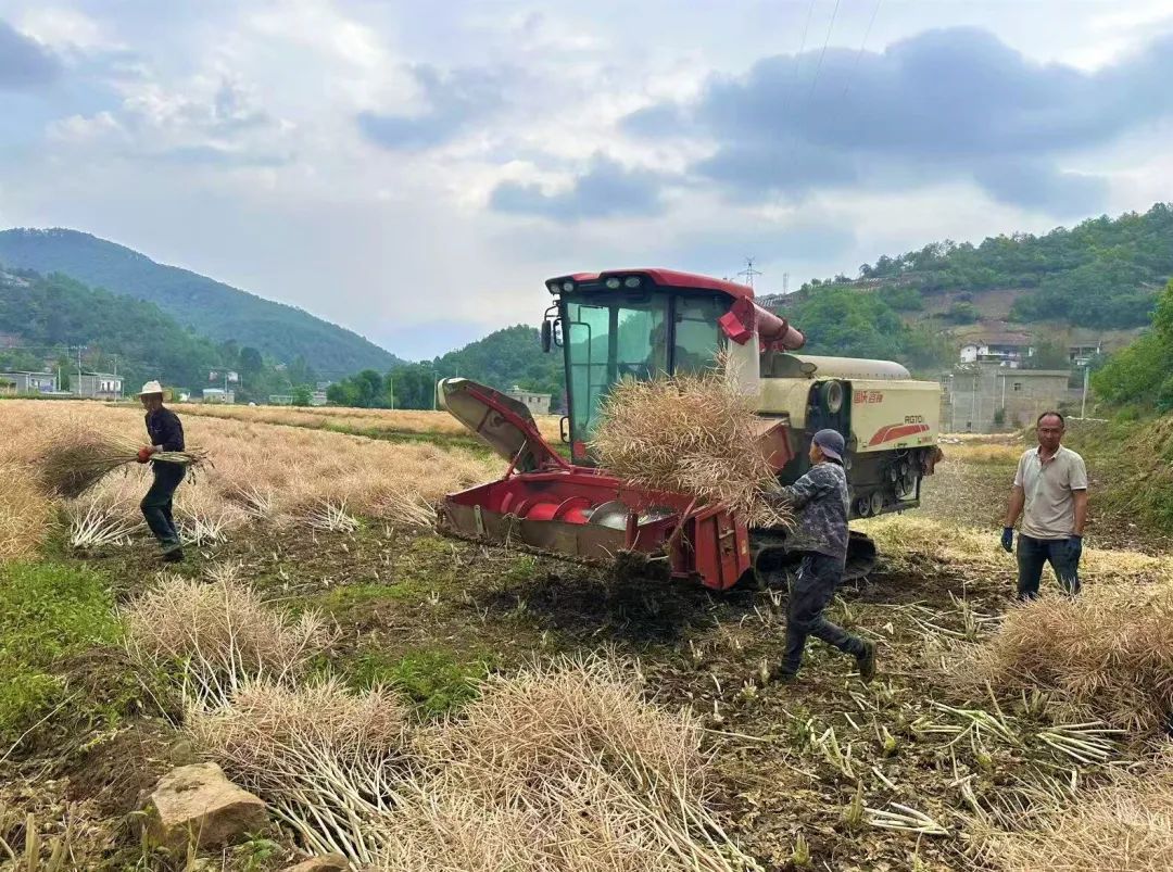 会东县烟油轮作绘就现代农业画卷 油菜花海蜕变金色丰收路・科技赋能・农旅融合插图