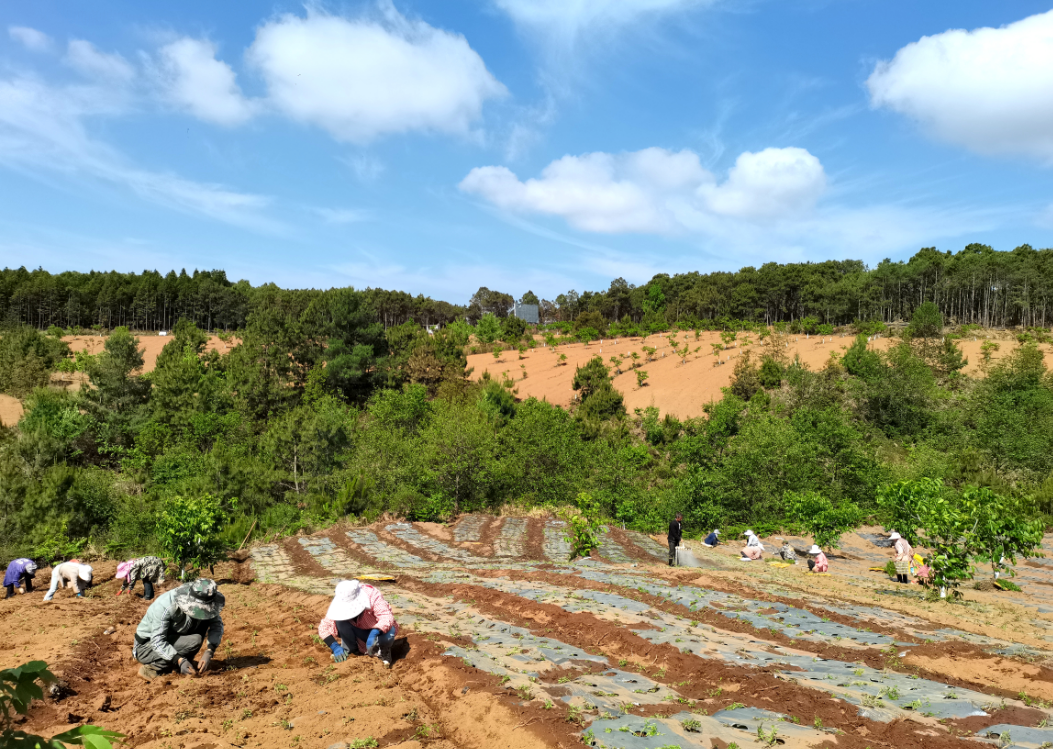 会东县发展当归产业助力乡村振兴 铺就群众致富路插图2