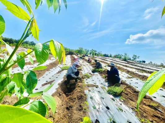 会东县发展当归产业助力乡村振兴 铺就群众致富路-会东网