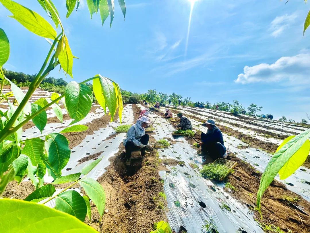 会东县发展当归产业助力乡村振兴 铺就群众致富路-会东网