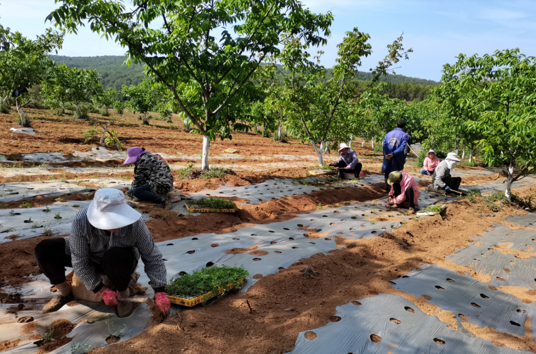 会东县发展当归产业助力乡村振兴 铺就群众致富路插图1