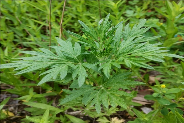 艾蒿可以种植吗?需要什么条件?艾蒿种植全攻略-会东网