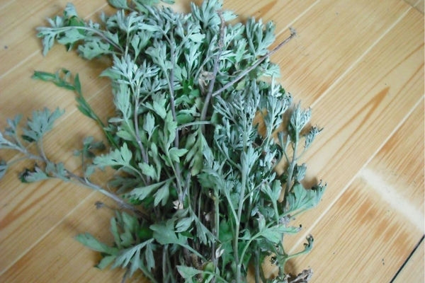 艾蒿能种植吗？所需条件大揭秘：从选种到收获的全流程解析插图1