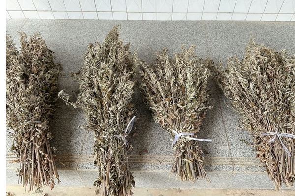 艾蒿有几种类型?如何开始种植艾蒿?新手必看指南-会东网