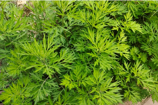 艾蒿有几种类型?如何开始种植艾蒿?新手必看指南插图1 艾蒿有几种类型?如何开始种植艾蒿?新手必看指南插图1