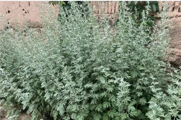 艾蒿与艾叶是同一种植物吗?两者区别大解析-会东网