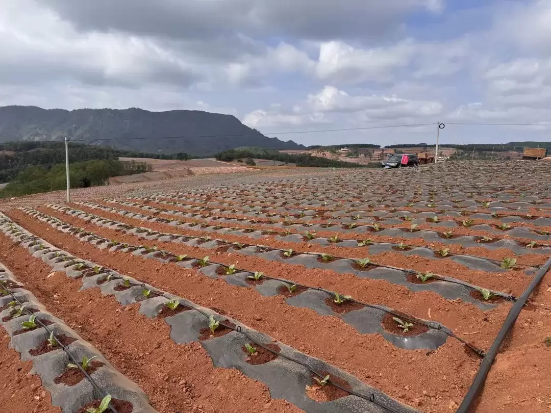 会东县烟油轮作绘就现代农业画卷 油菜花海蜕变金色丰收路・科技赋能・农旅融合插图1