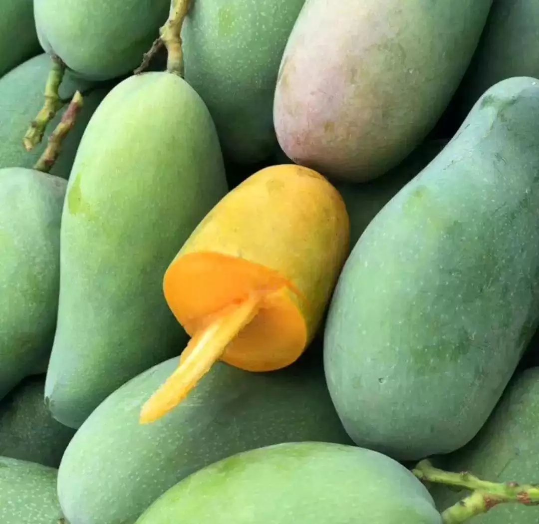 阳光花城攀枝花：一场芒果品种的甜蜜邂逅插图2