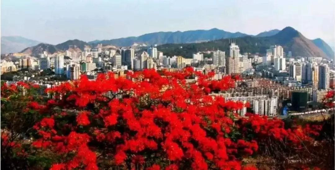 阳光花城攀枝花：一场芒果品种的甜蜜邂逅插图5