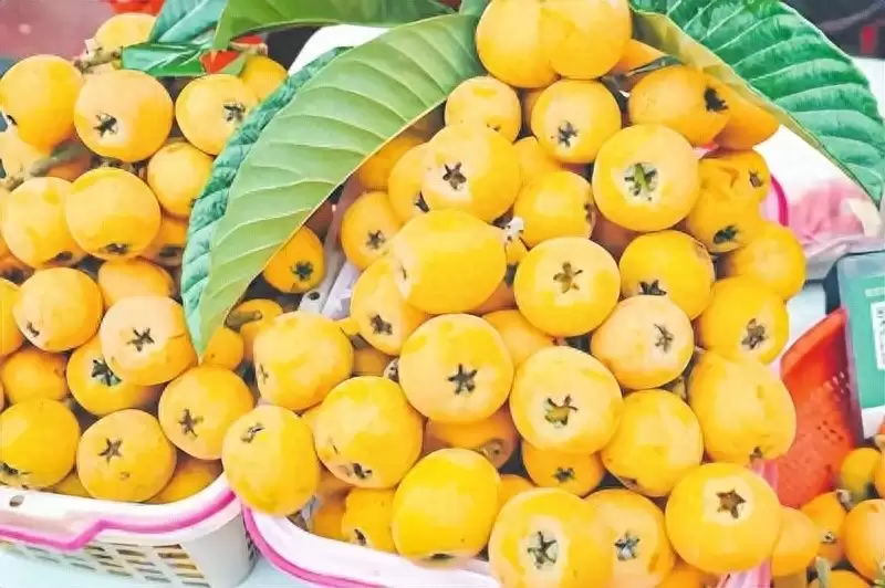 凉山水果经济焕生机:采摘游、深加工与电商物流共筑甜蜜产业新-会东网