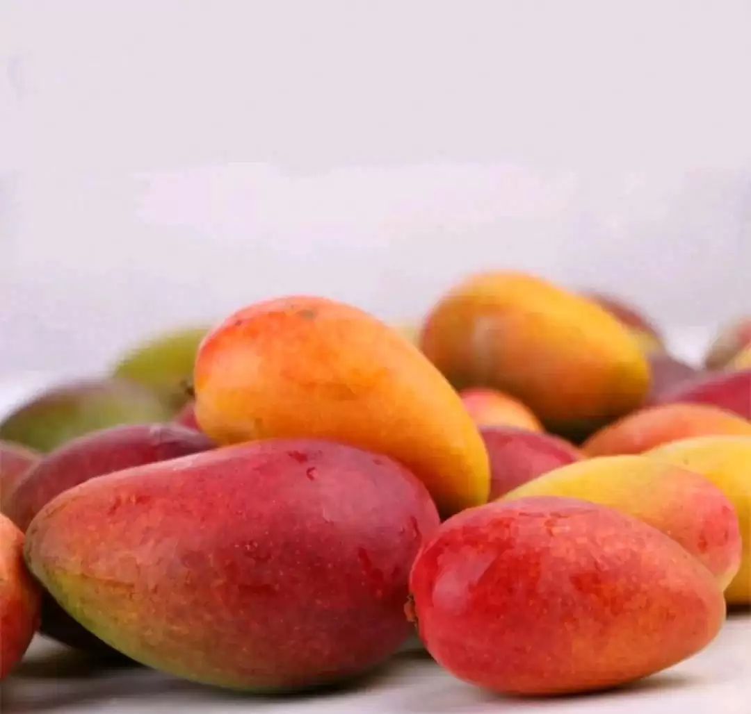 阳光花城攀枝花:一场芒果品种的甜蜜邂逅-会东网