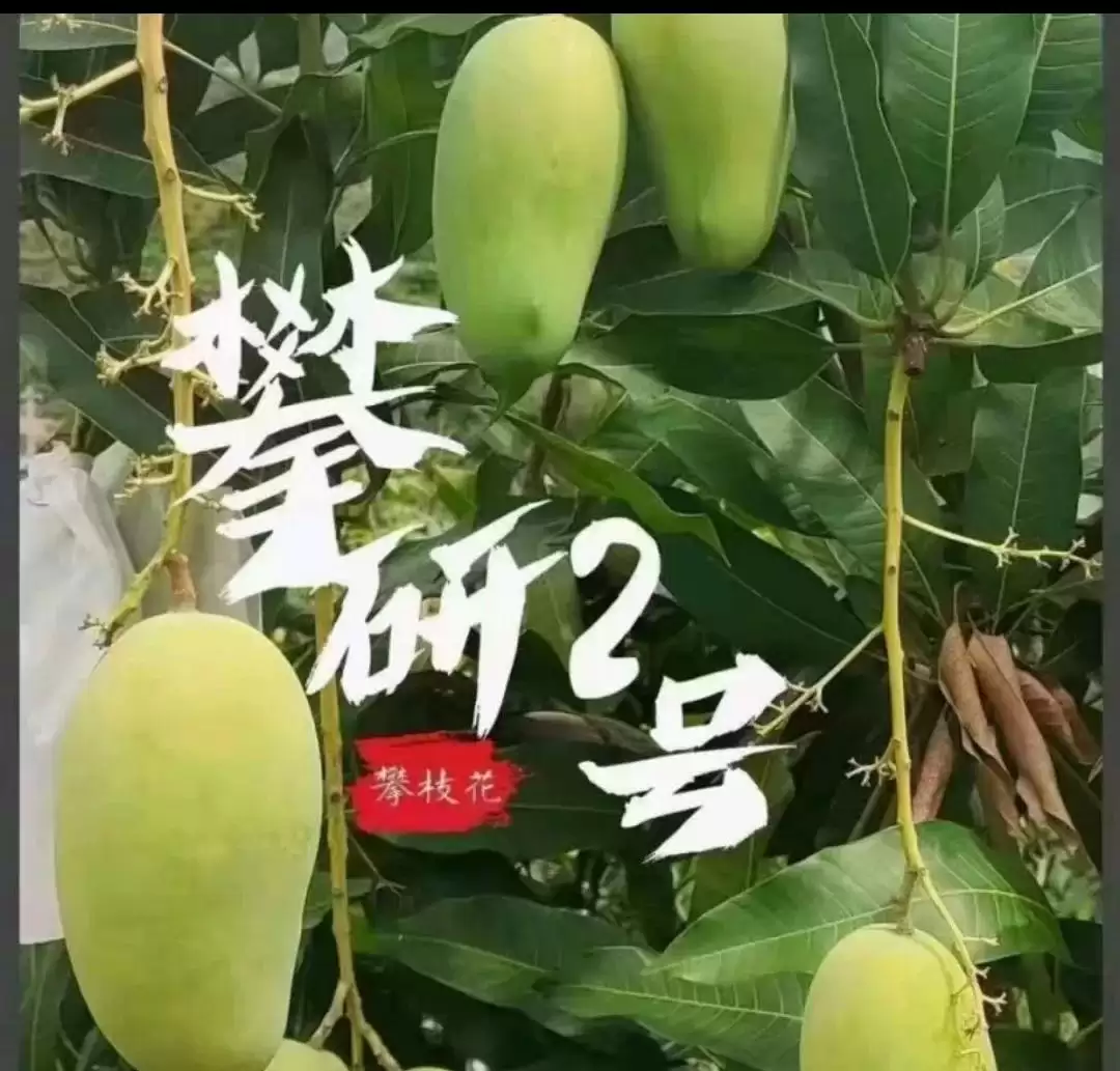 阳光花城攀枝花：一场芒果品种的甜蜜邂逅插图4