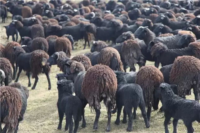 凉山州布拖县黑绵羊臻品羊肉价格及选购指南插图 凉山州布拖县黑绵羊臻品羊肉价格及选购指南插图