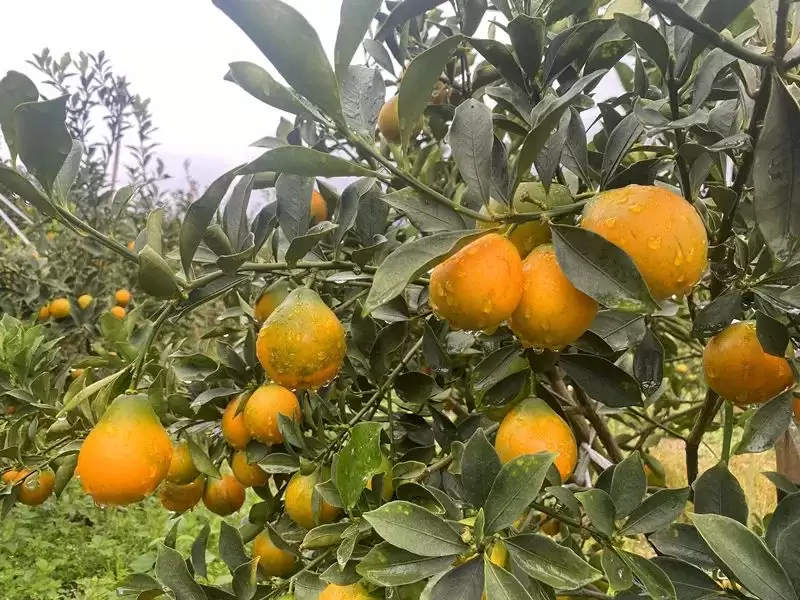 凉山冬日水果盛宴:阳光与甜蜜的舌尖邂逅-会东网