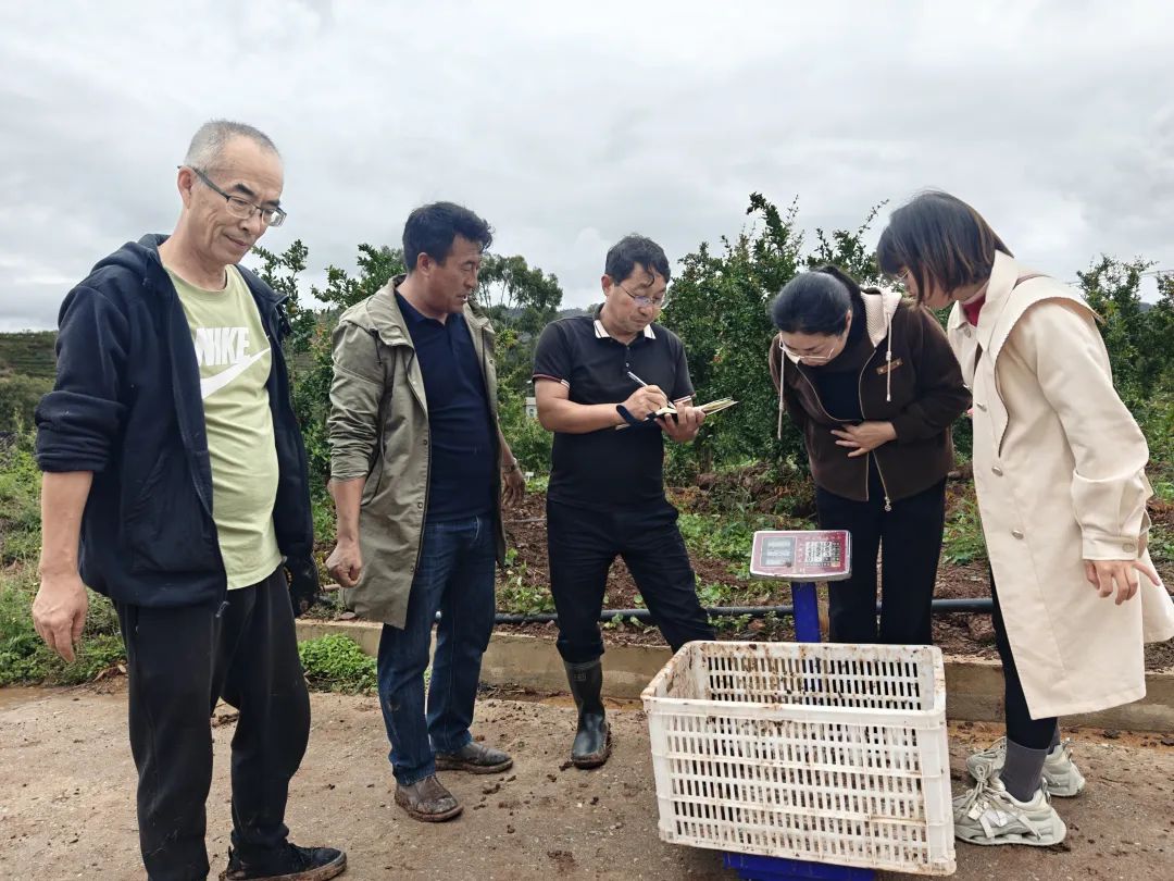 会东“石榴+马铃薯”套种:测产选种促增收 探索粮经复合新模式-会东网