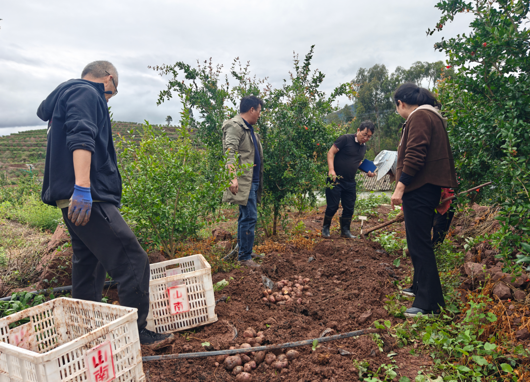 会东“石榴+马铃薯”套种:测产选种促增收 探索粮经复合新模式插图2 会东“石榴+马铃薯”套种:测产选种促增收 探索粮经复合新模式插图2