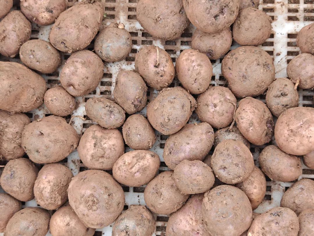 会东“石榴+马铃薯”套种:测产选种促增收 探索粮经复合新模式插图1 会东“石榴+马铃薯”套种:测产选种促增收 探索粮经复合新模式插图1