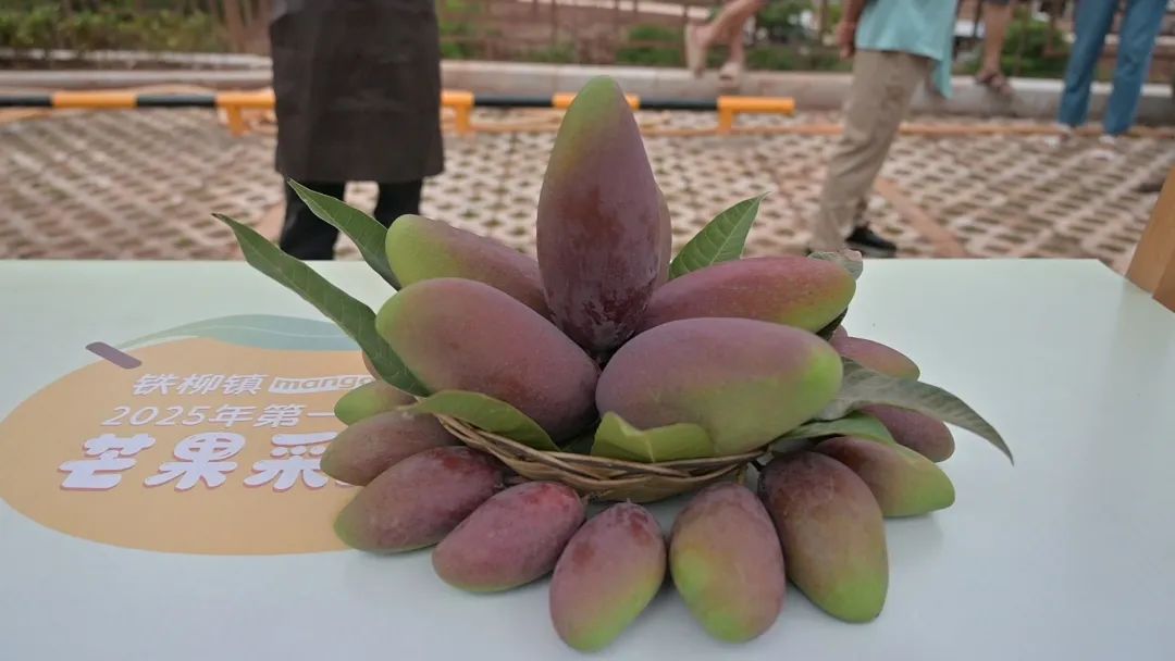 铁柳镇首届芒果采摘节启幕:农文旅融合绘就和美乡村新景插图2 铁柳镇首届芒果采摘节启幕:农文旅融合绘就和美乡村新景插图2