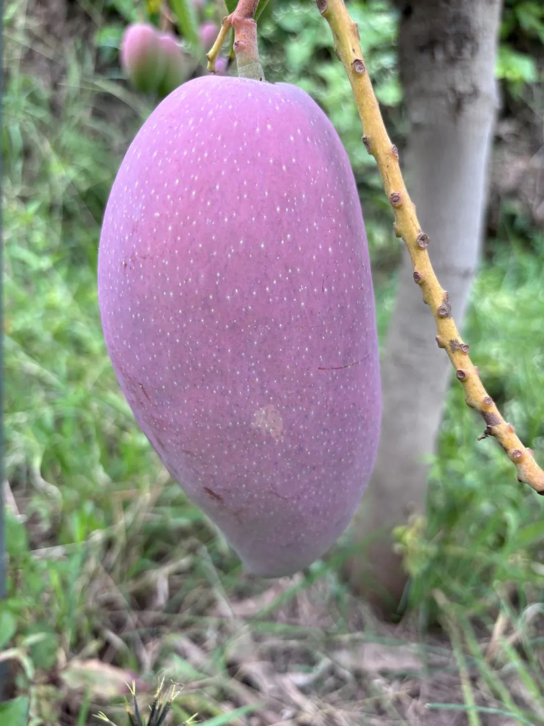 铁柳镇首届芒果采摘节启幕,“最美会东芒”与“最美种植户”共庆丰收插图2 铁柳镇首届芒果采摘节启幕,“最美会东芒”与“最美种植户”共庆丰收插图2