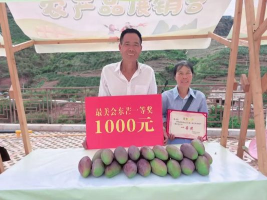 铁柳镇首届芒果采摘节启幕,“最美会东芒”与“最美种植户”共庆丰收-会东网