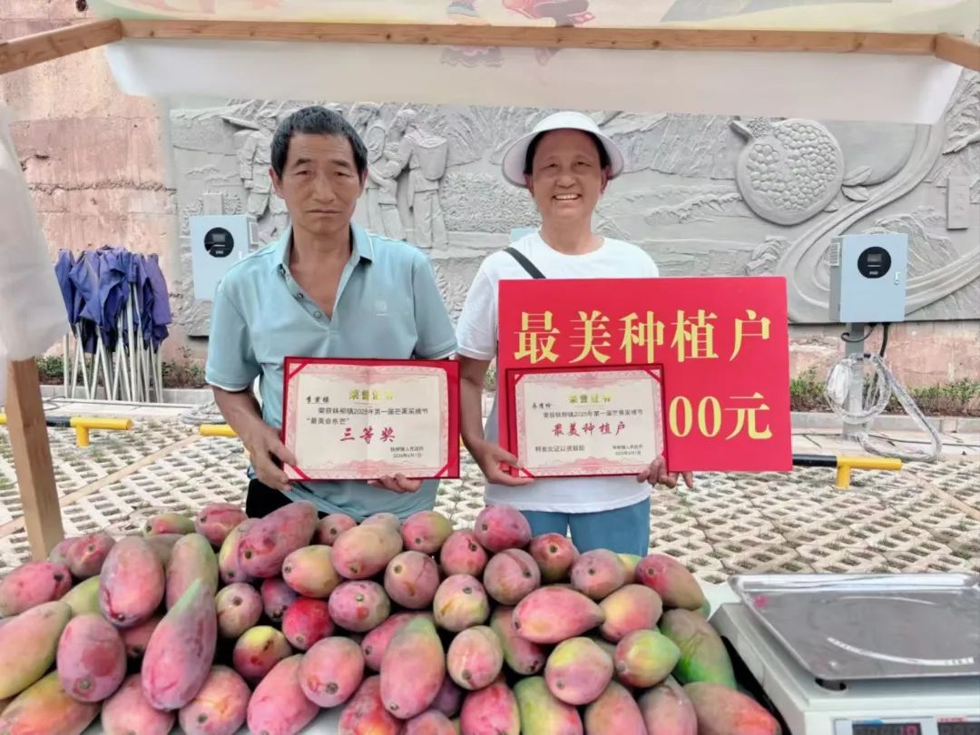 铁柳镇首届芒果采摘节启幕,“最美会东芒”与“最美种植户”共庆丰收插图1 铁柳镇首届芒果采摘节启幕,“最美会东芒”与“最美种植户”共庆丰收插图1