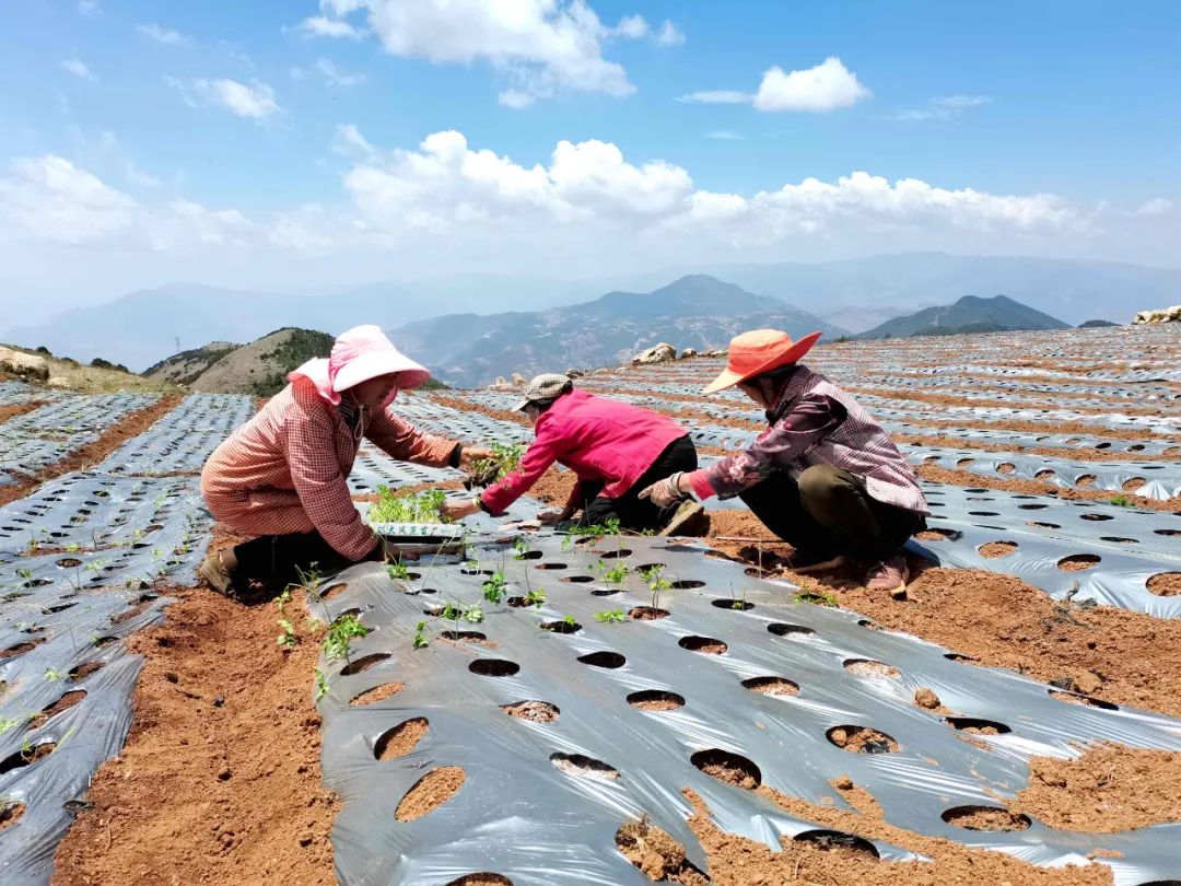 会东青山村:药当归串起产业链,奏响乡村振兴曲插图 会东青山村:药当归串起产业链,奏响乡村振兴曲插图