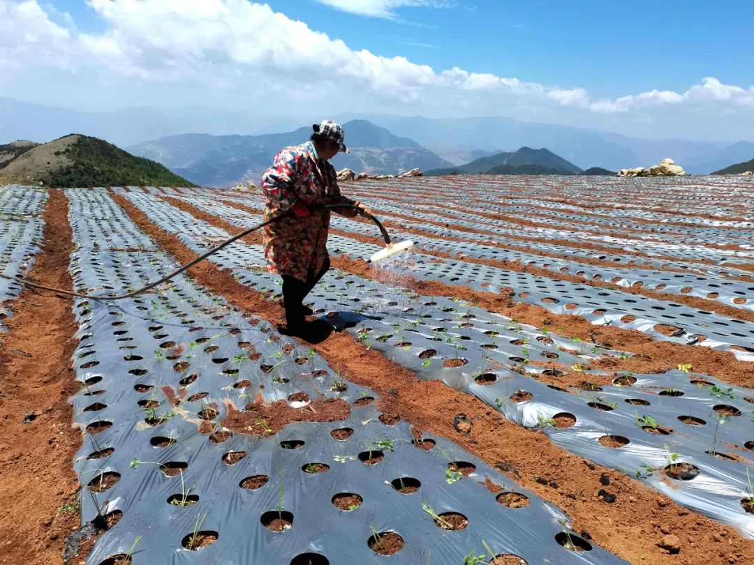 会东青山村:药当归串起产业链,奏响乡村振兴曲插图2 会东青山村:药当归串起产业链,奏响乡村振兴曲插图2