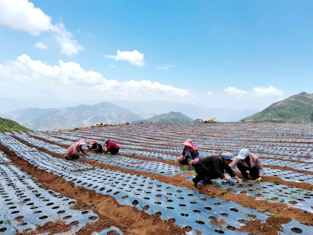 会东青山村:药当归串起产业链,奏响乡村振兴曲插图1 会东青山村:药当归串起产业链,奏响乡村振兴曲插图1