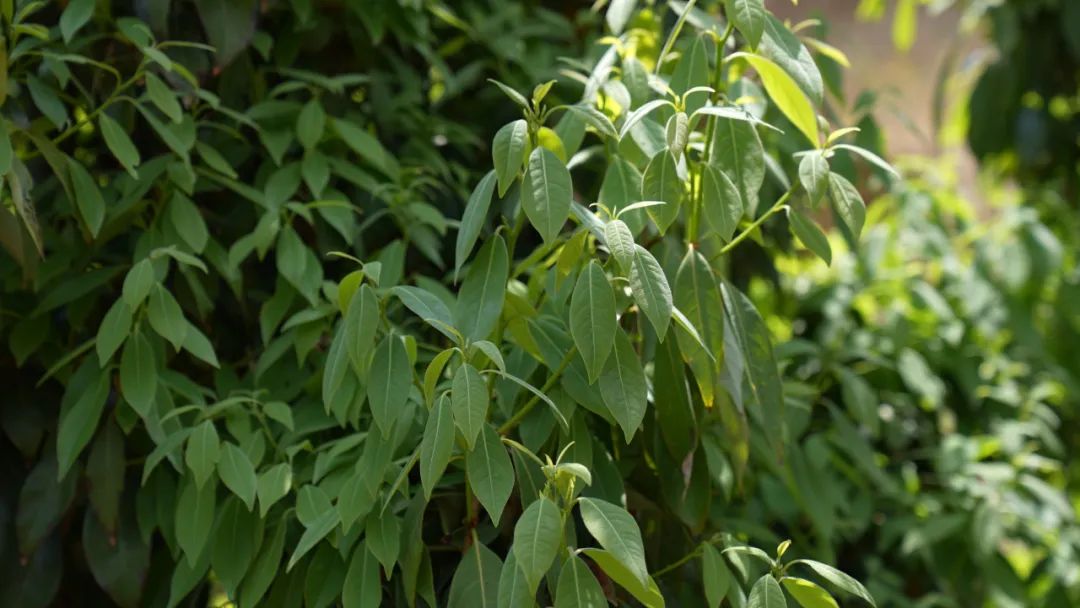 会东县淌塘老鹰茶现代林业园区:从野生资源到 “绿色黄金” 的乡村振兴密码插图3 会东县淌塘老鹰茶现代林业园区:从野生资源到 “绿色黄金” 的乡村振兴密码插图3