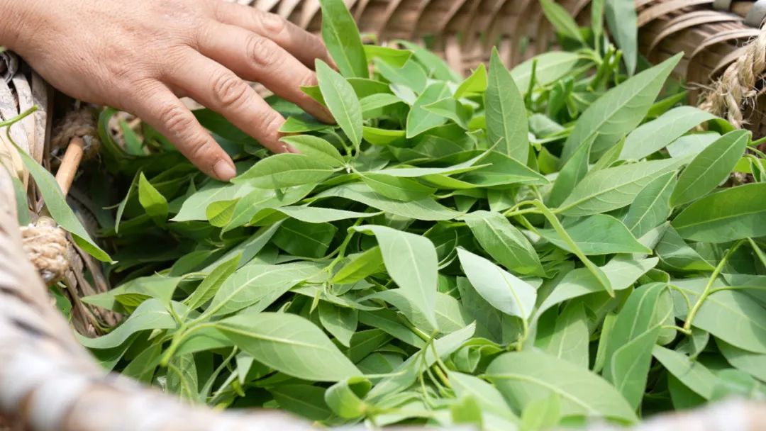 会东县淌塘老鹰茶现代林业园区:从野生资源到 “绿色黄金” 的乡村振兴密码插图1 会东县淌塘老鹰茶现代林业园区:从野生资源到 “绿色黄金” 的乡村振兴密码插图1