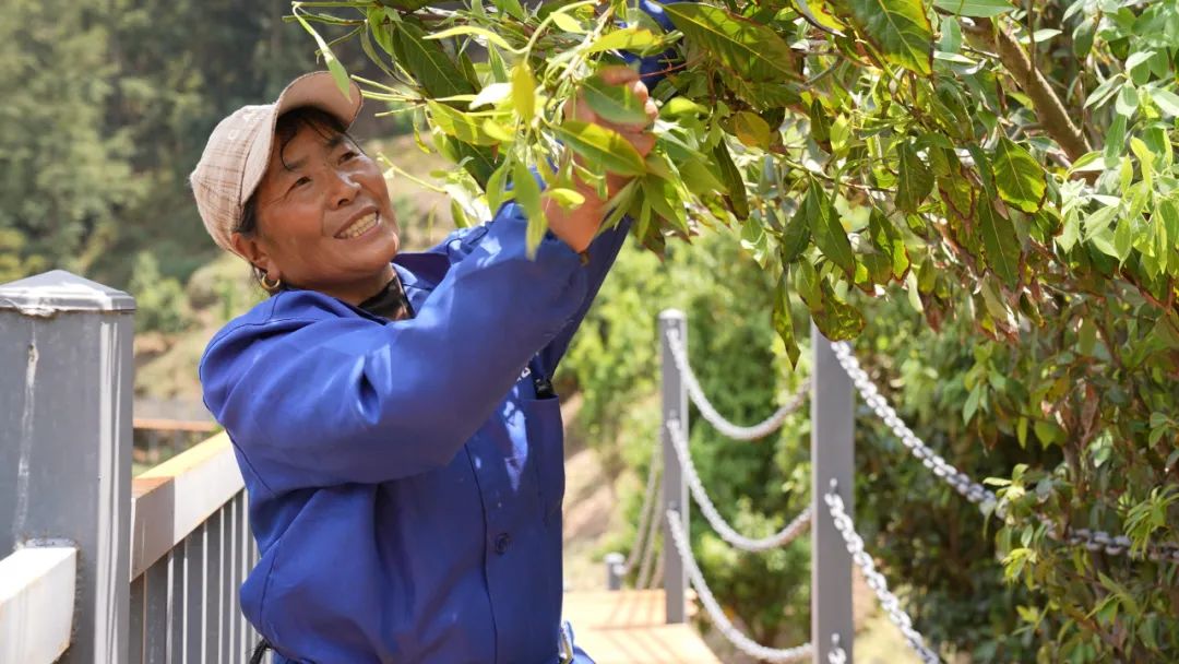 会东县淌塘老鹰茶现代林业园区:从野生资源到 “绿色黄金” 的乡村振兴密码插图2 会东县淌塘老鹰茶现代林业园区:从野生资源到 “绿色黄金” 的乡村振兴密码插图2