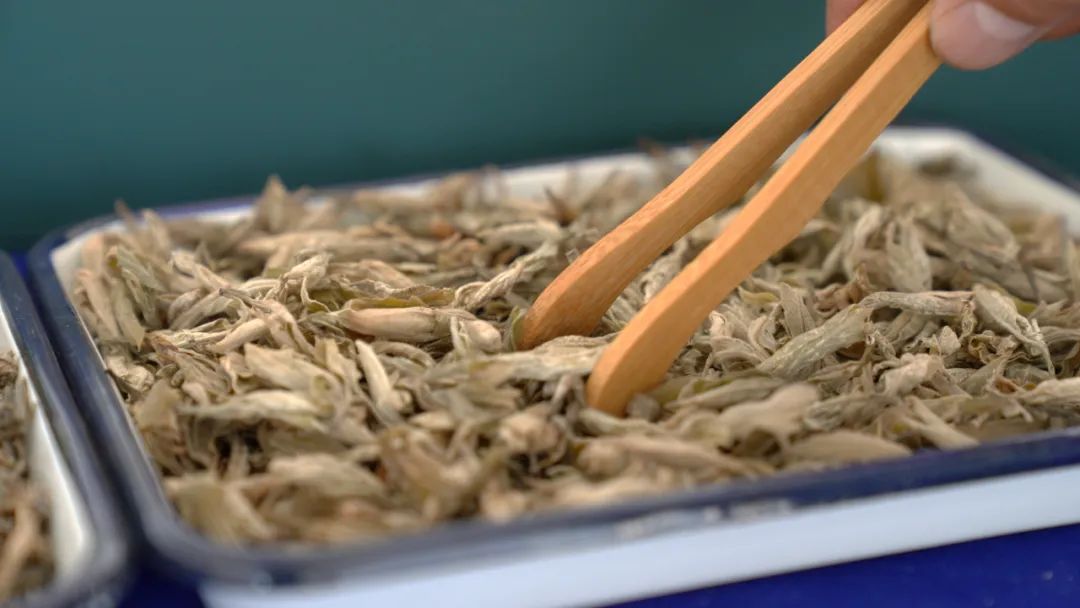 会东县淌塘老鹰茶现代林业园区:从野生资源到 “绿色黄金” 的乡村振兴密码插图4 会东县淌塘老鹰茶现代林业园区:从野生资源到 “绿色黄金” 的乡村振兴密码插图4