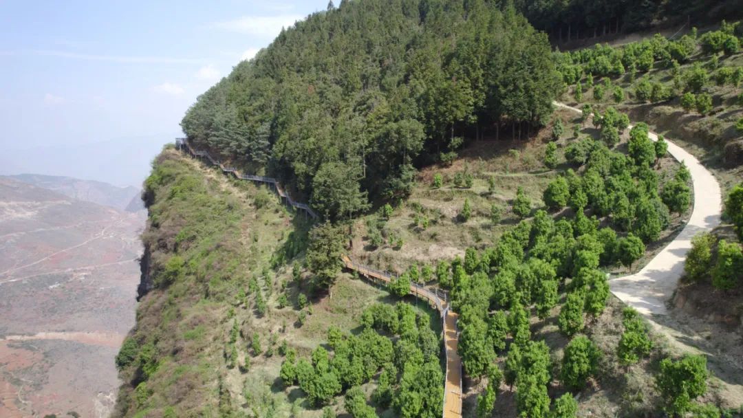 会东县淌塘老鹰茶现代林业园区:从野生资源到 “绿色黄金” 的乡村振兴密码插图5 会东县淌塘老鹰茶现代林业园区:从野生资源到 “绿色黄金” 的乡村振兴密码插图5