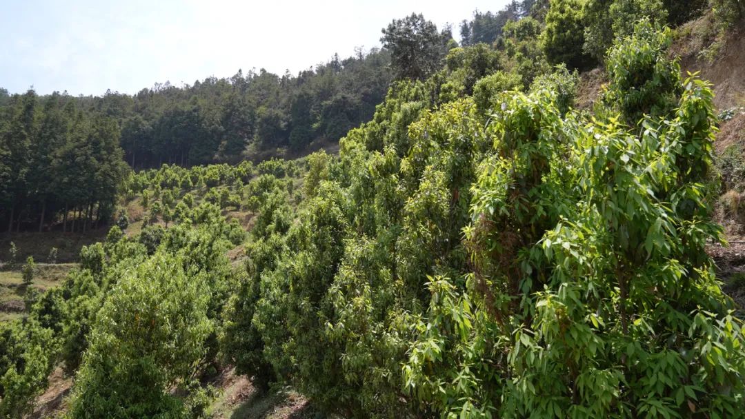会东县淌塘老鹰茶现代林业园区:从野生资源到 “绿色黄金” 的乡村振兴密码插图6 会东县淌塘老鹰茶现代林业园区:从野生资源到 “绿色黄金” 的乡村振兴密码插图6