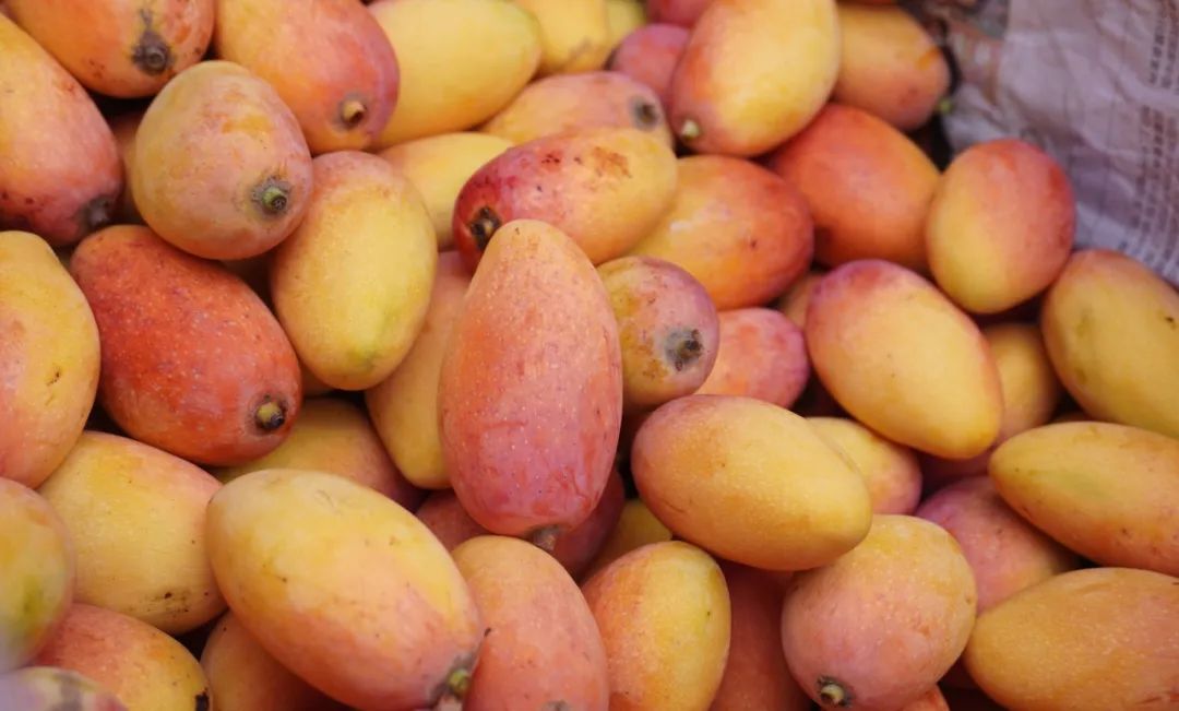 会东县总工会携手邮政会东分公司：创新补贴模式，打造“惠农惠民”乡村振兴新样板插图1