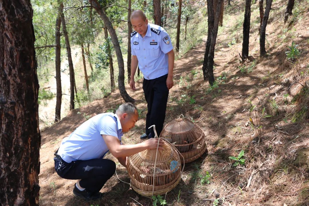 会东破获非法狩猎案 2只疑似雉鸡放归自然插图 会东破获非法狩猎案 2只疑似雉鸡放归自然插图