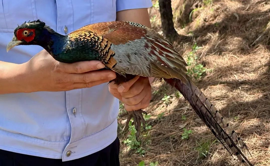 会东破获非法狩猎案 2只疑似雉鸡放归自然-会东网