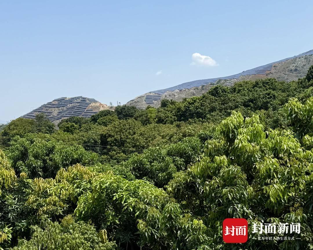 四川盐边荔枝抢鲜上市:干热河谷孕育早熟甜蜜插图1 四川盐边荔枝抢鲜上市:干热河谷孕育早熟甜蜜插图1