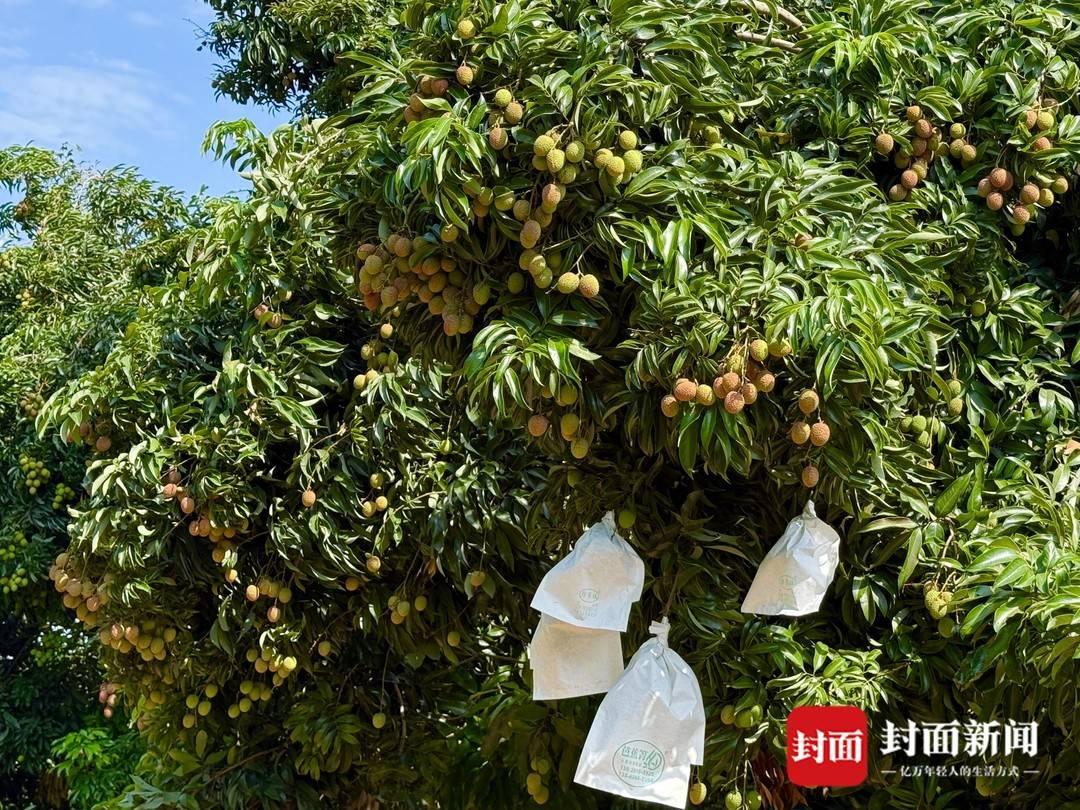 四川盐边荔枝抢鲜上市:干热河谷孕育早熟甜蜜插图3 四川盐边荔枝抢鲜上市:干热河谷孕育早熟甜蜜插图3