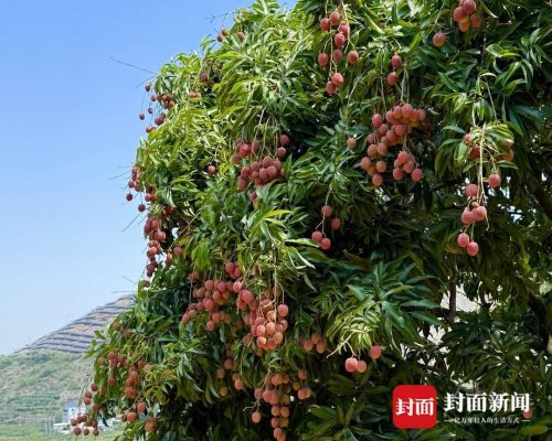 四川盐边荔枝抢鲜上市:干热河谷孕育早熟甜蜜-会东网