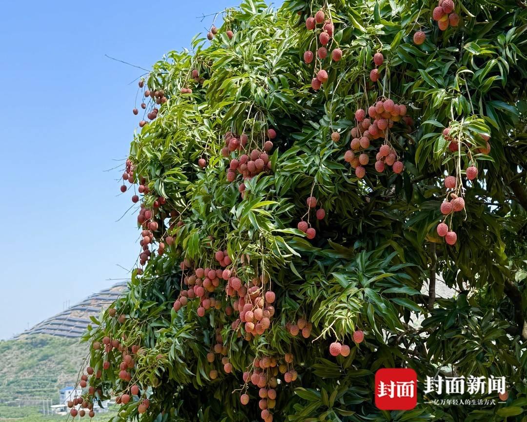 四川盐边荔枝抢鲜上市:干热河谷孕育早熟甜蜜插图2 四川盐边荔枝抢鲜上市:干热河谷孕育早熟甜蜜插图2