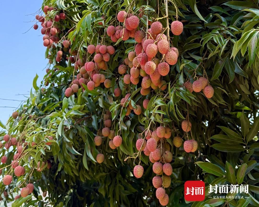 四川盐边荔枝抢鲜上市:干热河谷孕育早熟甜蜜插图 四川盐边荔枝抢鲜上市:干热河谷孕育早熟甜蜜插图