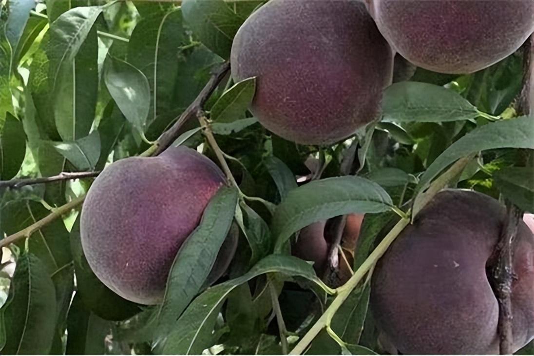 黑桃皇后:营养与风味并存的珍稀水果,南北皆宜种植插图 黑桃皇后:营养与风味并存的珍稀水果,南北皆宜种植插图