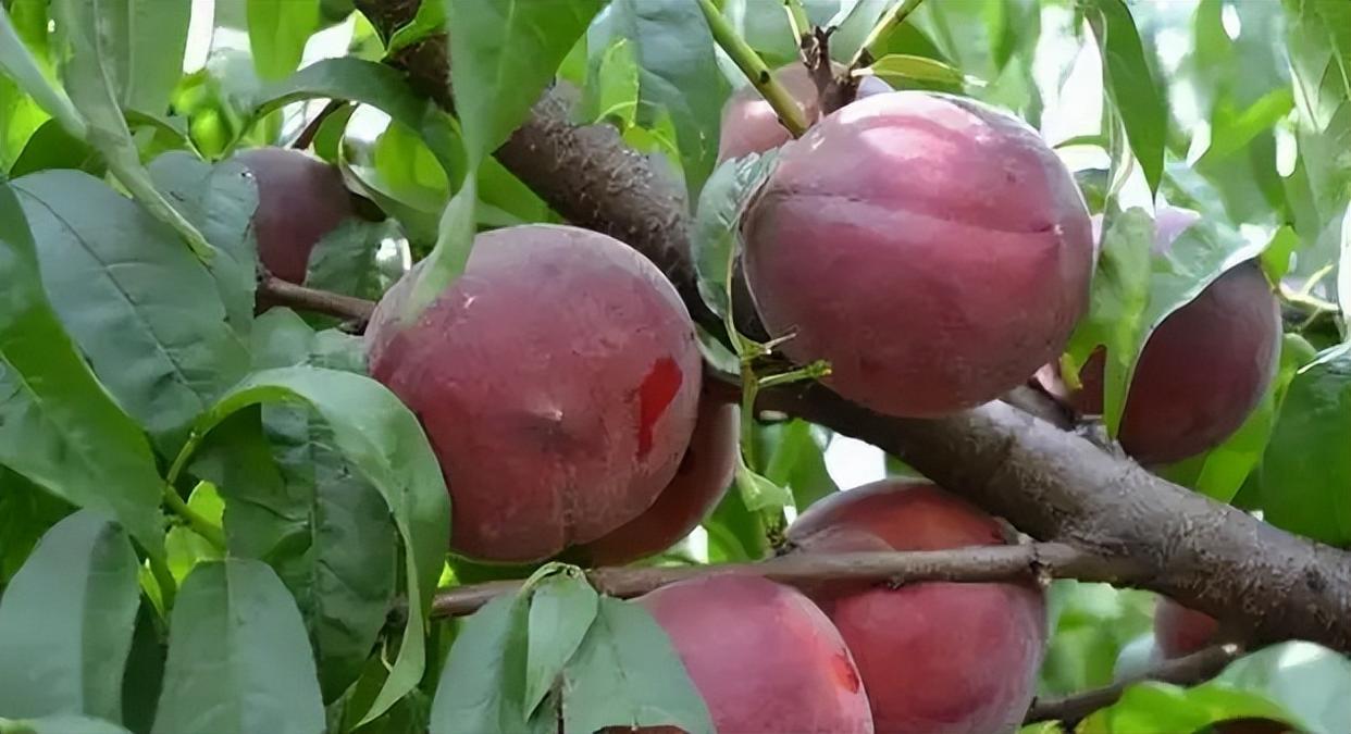 黑桃皇后:营养与风味并存的珍稀水果,南北皆宜种植插图4 黑桃皇后:营养与风味并存的珍稀水果,南北皆宜种植插图4