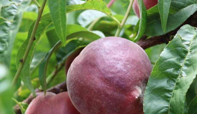 黑桃皇后:营养与风味并存的珍稀水果,南北皆宜种植插图1 黑桃皇后:营养与风味并存的珍稀水果,南北皆宜种植插图1