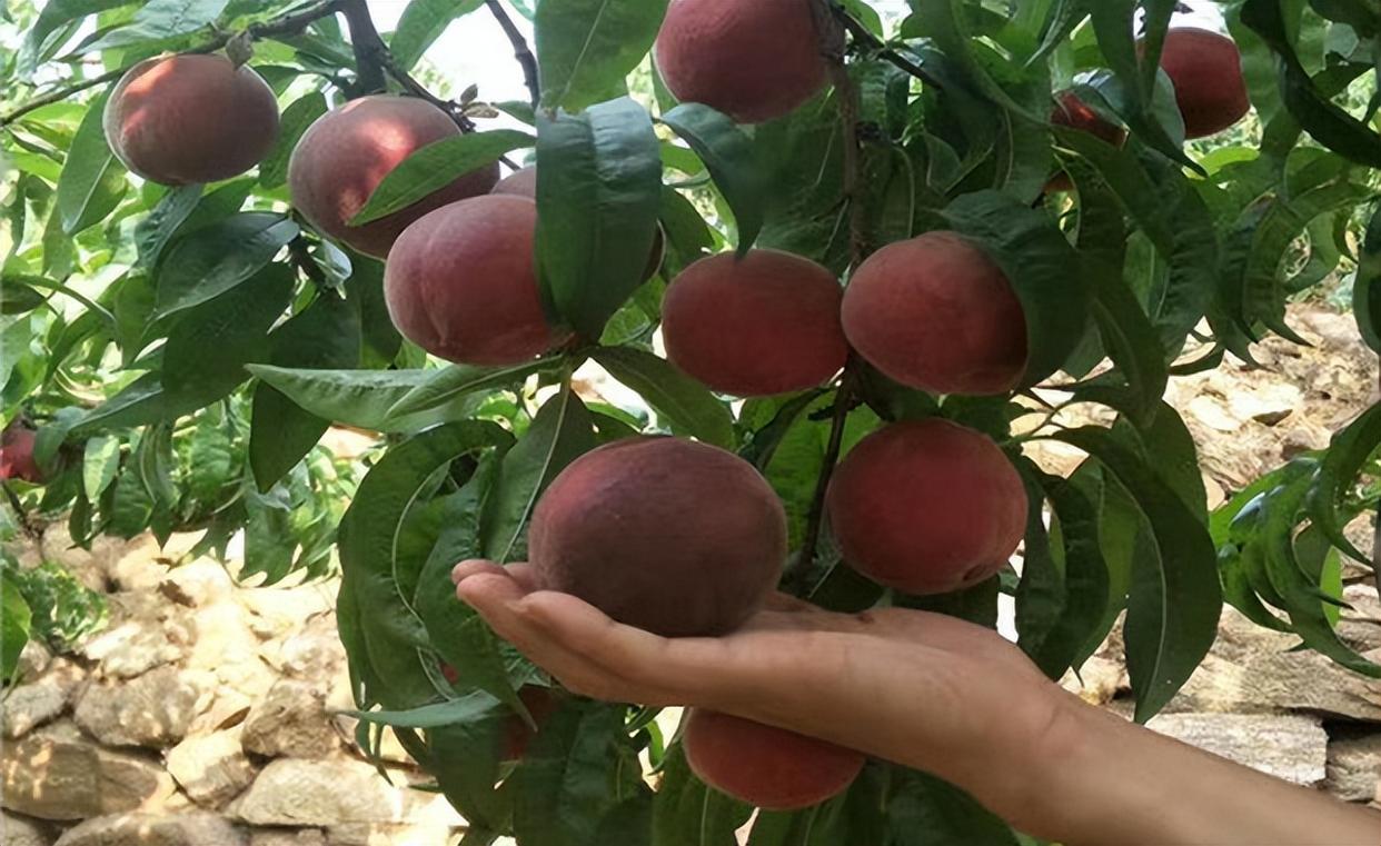 黑桃皇后:营养与风味并存的珍稀水果,南北皆宜种植插图2 黑桃皇后:营养与风味并存的珍稀水果,南北皆宜种植插图2