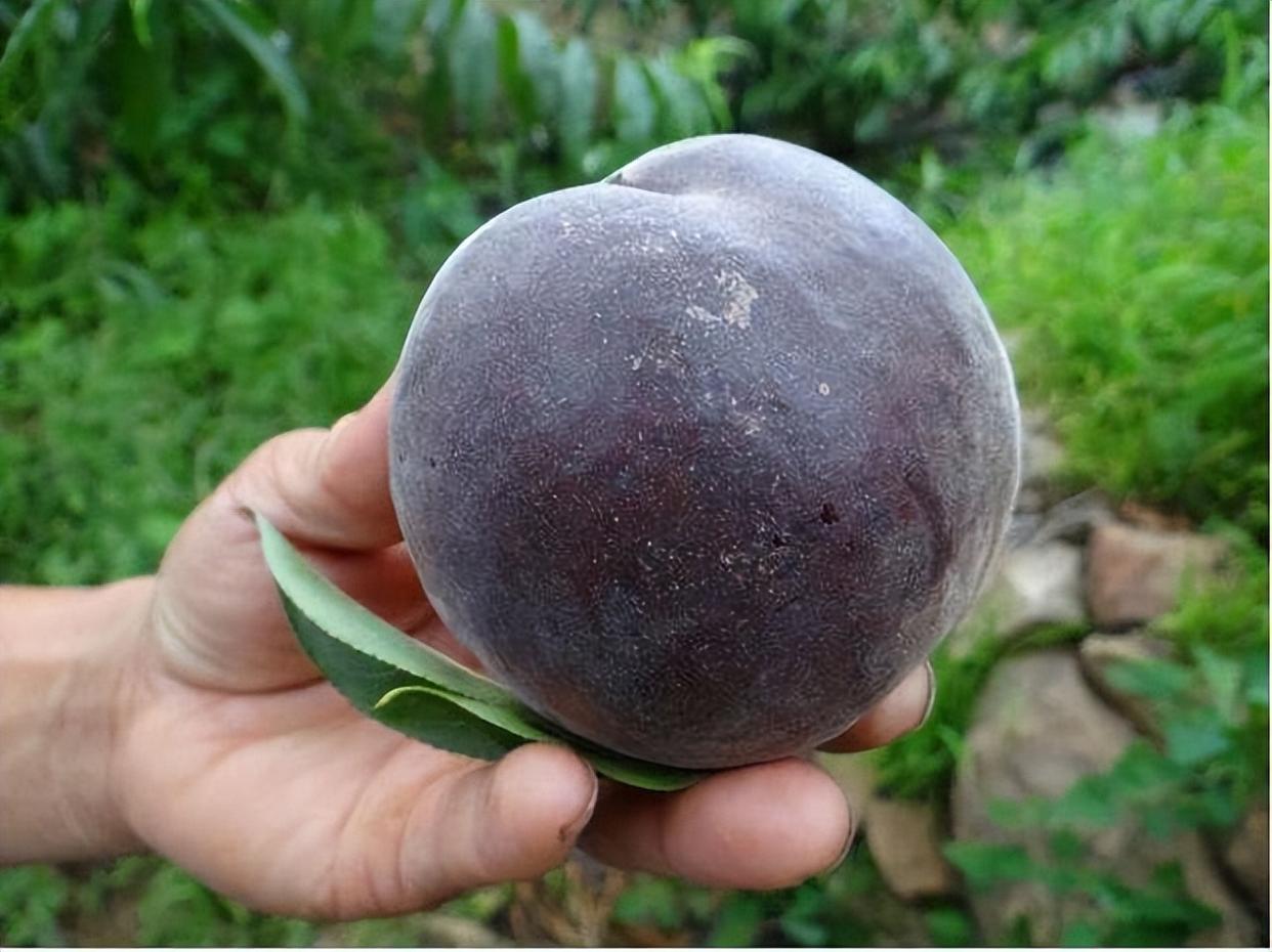 黑桃皇后:营养与风味并存的珍稀水果,南北皆宜种植插图3 黑桃皇后:营养与风味并存的珍稀水果,南北皆宜种植插图3